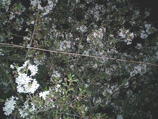 2004-04-10 11:50:50